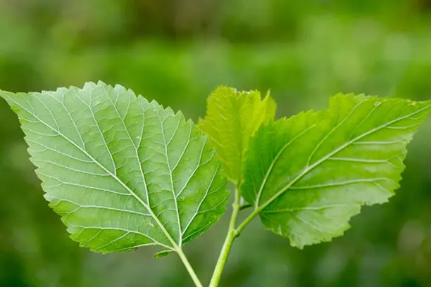 What is mulberry leaf extract good for?